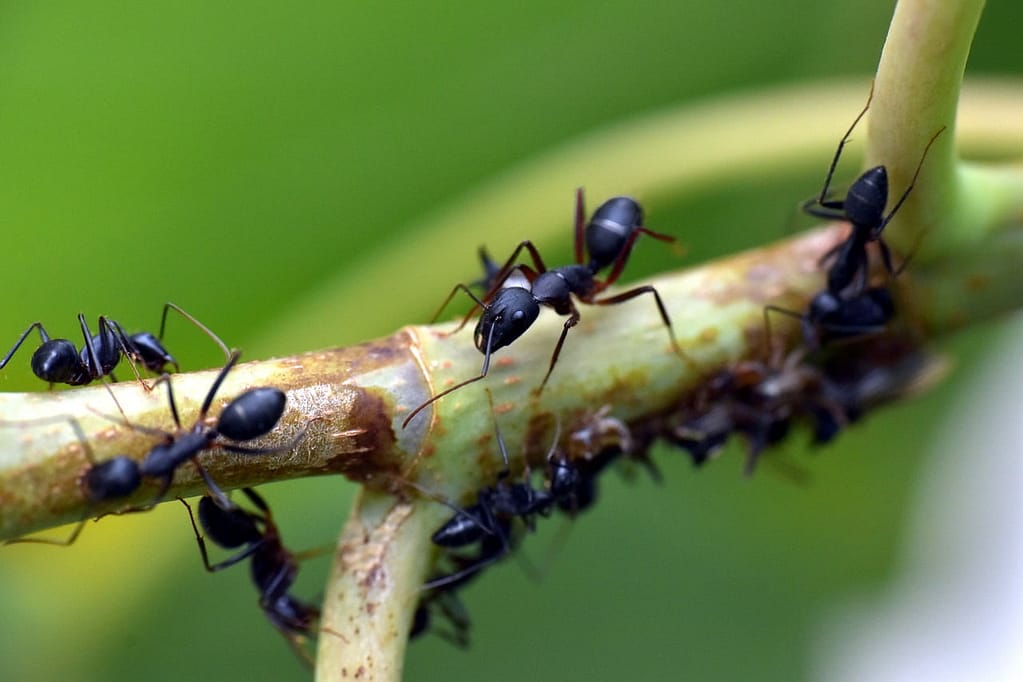 God told us Ants are female, yes the worker ants are female. But we did not figure this out until the 1800's